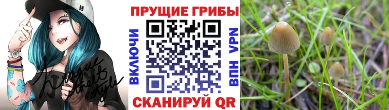 ОМГ ОМГ   Суоярви  Галлюциногенные грибы Cubensis  наркошоп 